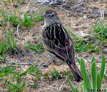 CACHIRLA UÑA LARGA (Anthus correndera) - Piedras del Chileno- MALDONADO (Enero 2010)